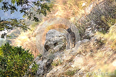 Nilgiri Ibex, India Stock Photo